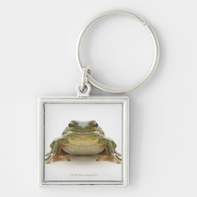 Llavero Rana arbórea verde (Hylidae cinerea) (Frente)