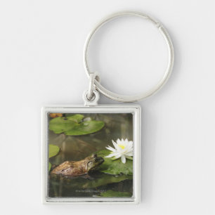 Llavero Rana mugidora en la charca del lirio