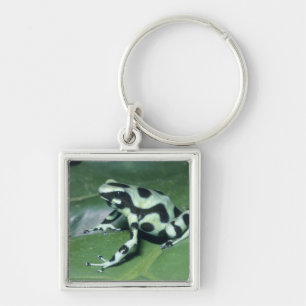 Llavero Rana venenosa, (Dendrobates auratus) Cahuita