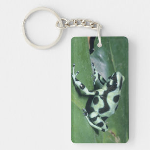 Llavero Rana venenosa, (Dendrobates auratus) Cahuita