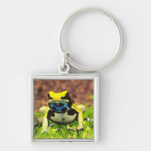Llavero Rana venenosa tinctoria, Dendrobates tinctorius,