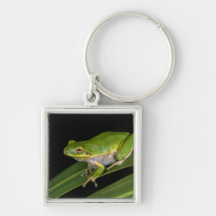 Llavero Rana verde arborícola (Hyla cinerea) 2