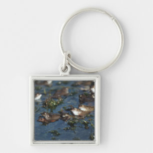 Llavero Ranas divertidas