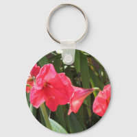 Red Amaryllis
