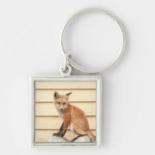 Llavero Red Fox Kit en el Valle de Hudson