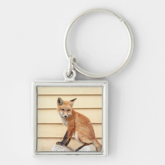 Llavero Red Fox Kit en el Valle de Hudson (Frente)