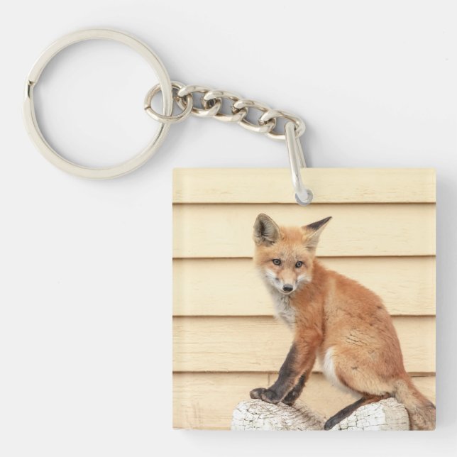 Llavero Red Fox Kit en el Valle de Hudson (Frente)