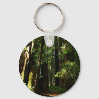 Llavero Redwoods y helechos en el Parque Nacional Redwood