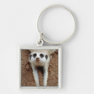 Llavero Refrigeración por Meerkat (Suricata Suricatta)