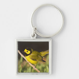 Llavero Reinita Coronada Wilsonia citrina)