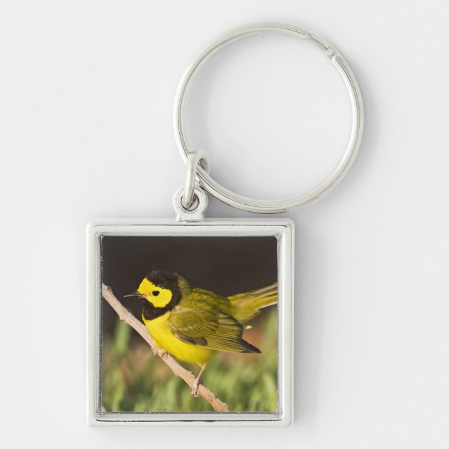 Llavero Reinita Coronada Wilsonia citrina) (Frente)