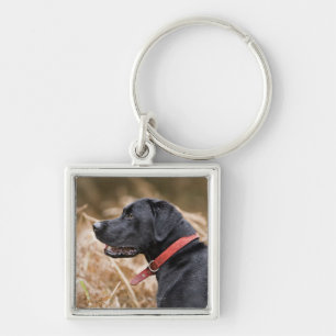 Llavero Reino Unido, Inglaterra, Suffolk, bosque de