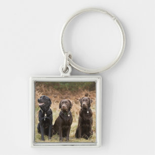 Llavero Reino Unido, Inglaterra, Suffolk, bosque de