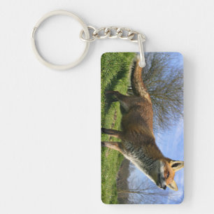 Llavero Reino Unido, Inglaterra. Zorro Rojo Vulpes vulpes)