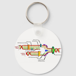 Llavero replicación del ADN