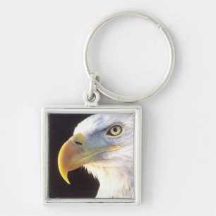 Llavero Retrato de águila calva, Haliaetus leucocephalus,