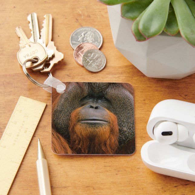 Llavero Retrato de Orangután macho, Georgia, EE. UU. (Escritorio )