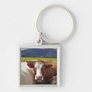 Llavero Retrato de un par de vacas en campo en