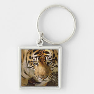 Llavero Retrato de un tigre