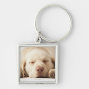 Llavero Retrato del estudio del labrador retriever