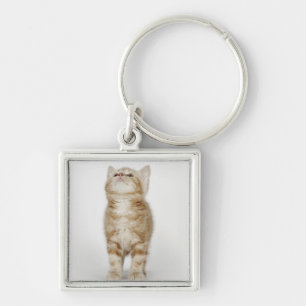 Llavero Retrato del gatito que mira para arriba