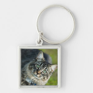 Llavero Retrato del gato al aire libre