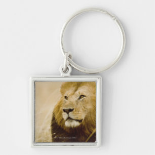 Llavero Retrato masculino del león (Panthera leo), Masai