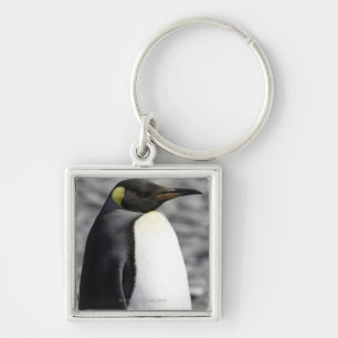 Llavero Rey pingüino, llano de Salisbury, Georgia del sur