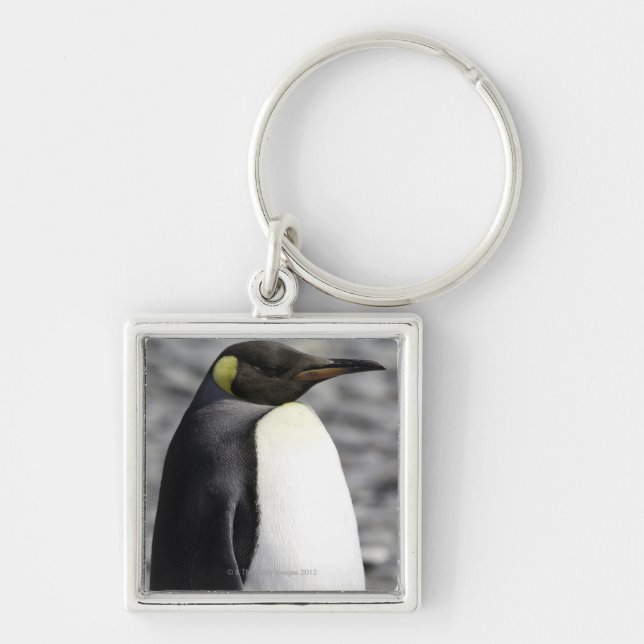 Llavero Rey pingüino, llano de Salisbury, Georgia del sur (Frente)