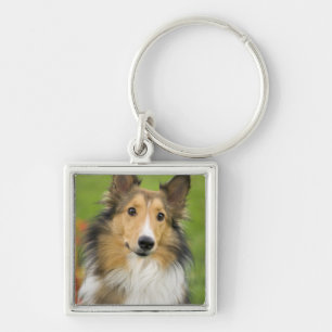 Llavero Rough Collie, perro