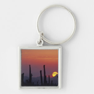 Llavero Saguaro Cactus Carnegiea gigantea), puesta del sol