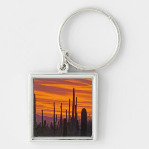 Llavero Saguaro, puesta de sol, Parque Nacional Saguaro
