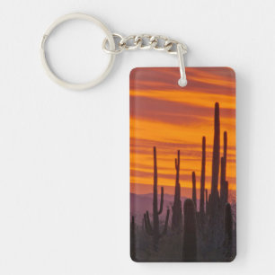 Llavero Saguaro, puesta de sol, Parque Nacional Saguaro
