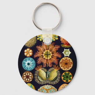 Llavero Salto acuático Ernst Haeckel Ascidiae A01
