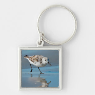 Llavero Sanderling (Calidris Albe) Alimentándose En Wet Be