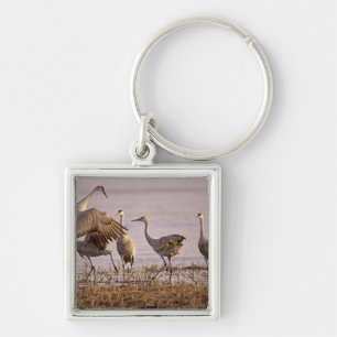 Llavero Sandhill Cranes Grus canadensis) Platte