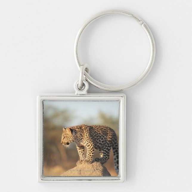 Llavero Santuario de fauna de Harnas, Namibia (Frente)