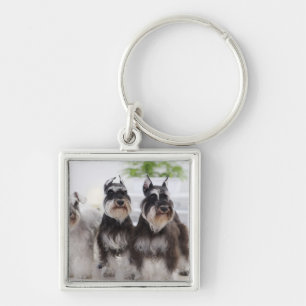 Llavero Schnauzers miniatura que se colocan en el borde de