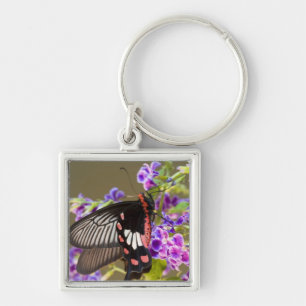 Llavero SE Asia, Tailandia, Doi Inthanon, Papilio