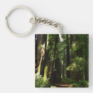 Llavero Secuoyas y helechos en el Parque Nacional Redwood