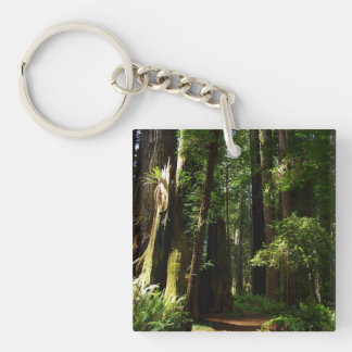 Llavero Secuoyas y helechos en el Parque Nacional Redwood