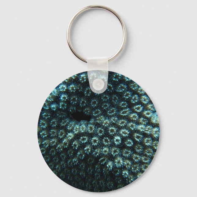 Llavero Seepocken (Anverso)