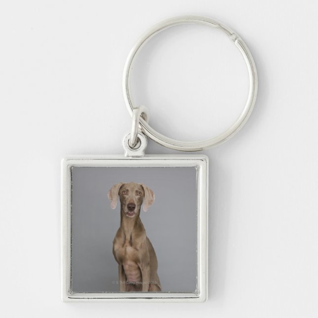 Llavero Sentada de Weimaraner, tiro del estudio (Frente)