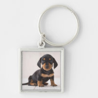 Sentada miniatura del Dachshund
