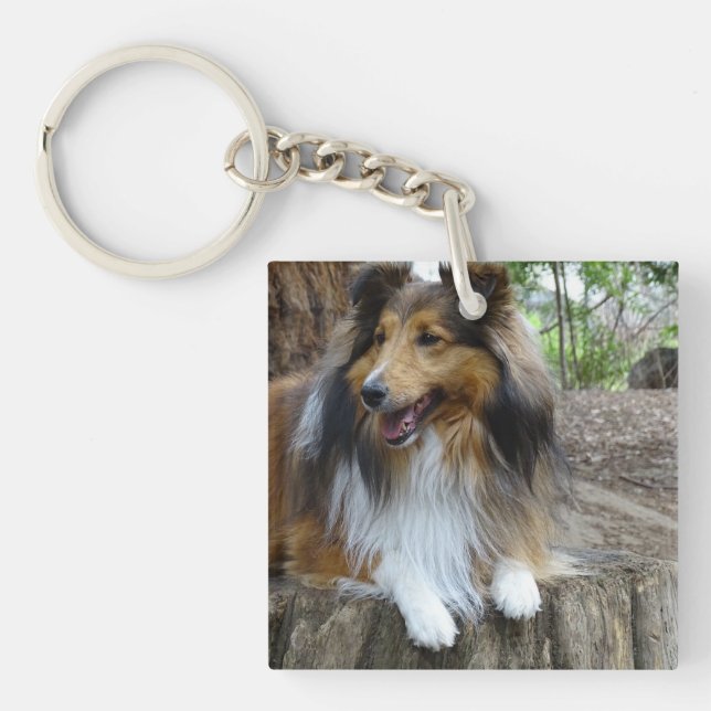 Llavero Sheltie en el bosque (Frente)