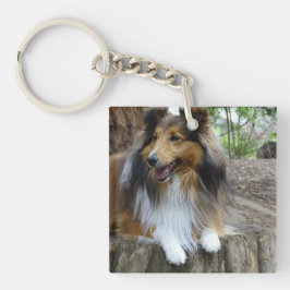 Llavero Sheltie in the woods