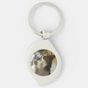 Llavero Shetland Sheepdog Pidiendo