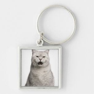 Llavero Shorthair británico (4 años)