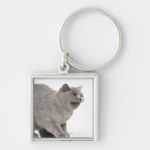 Llavero Shorthair británico asustado que silba (8 meses)