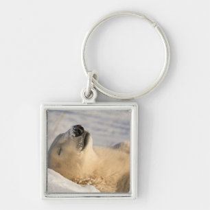 Llavero Siesta de oso polar